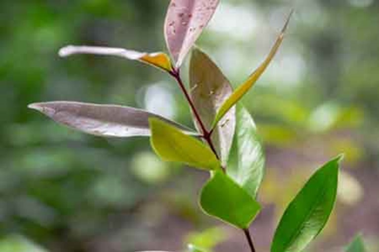 Protecting The Daintree Rainforest - With Recycled Tyres