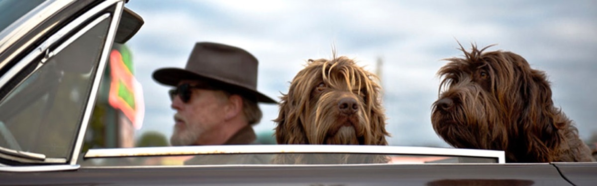 Laws & Guidance for Driving with Pets
