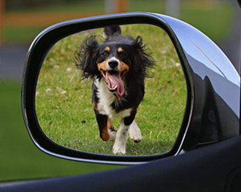 Laws & Guidance for Driving with Pets