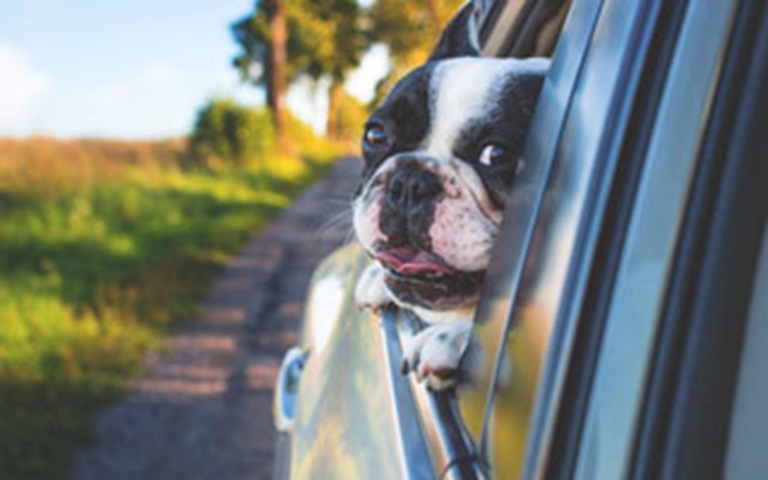 Laws & Guidance for Driving with Pets