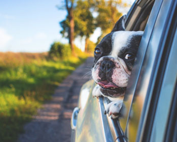 Laws & Guidance for Driving with Pets